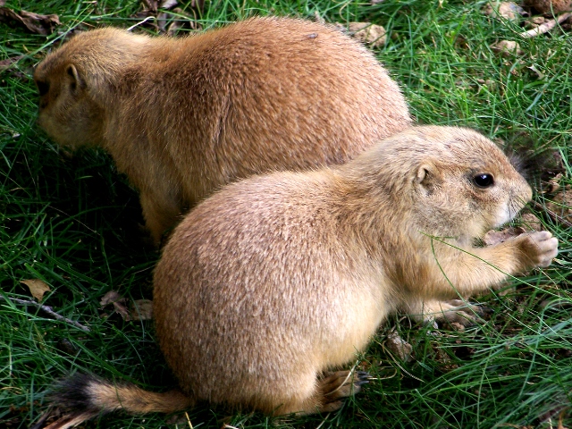 Groundhog Removal MD, DC, Northern VA Groundhog Trapping House, Yard