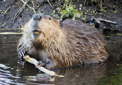 Trappro | Maryland Beaver Removal MD, DC, Northern VA Beaver Trapping