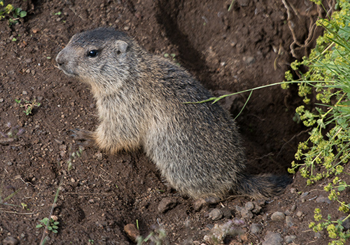 Groundhog Removal Md Dc Northern Va Groundhog Trapping House Yard