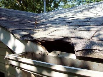 roof damage by animals