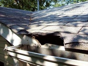 Hole in Roof Caused by Animals in Rockville Call Today for Inspection