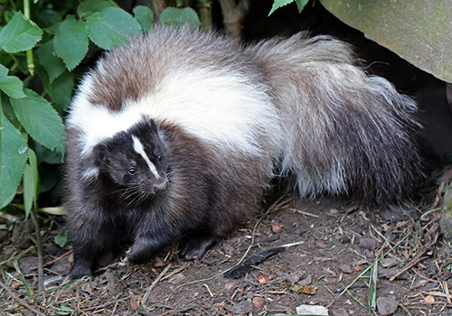 Skunk trapping MD DC VA