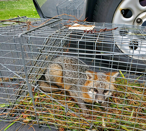 Trappro Fox Removal