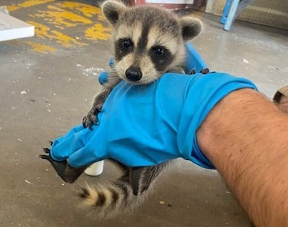 Trappro Raccoon Removal