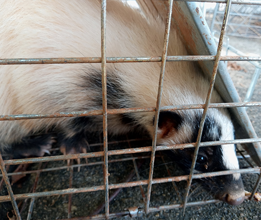 Trappro Skunk Removal