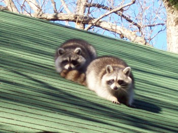 Raccoon Removal from Roof in Bethesda Maryland