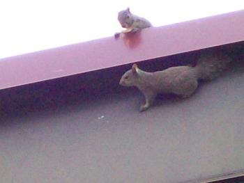Squirrel Removal from Roof in Bethesda Maryland