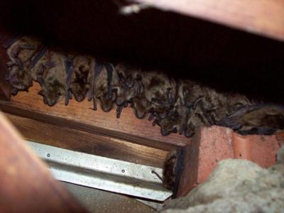 Bat Removal from attic in Annapolis Maryland