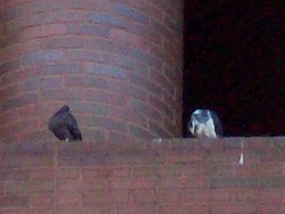 Bird Roosting Prevention for Buildings in Bethesda MD