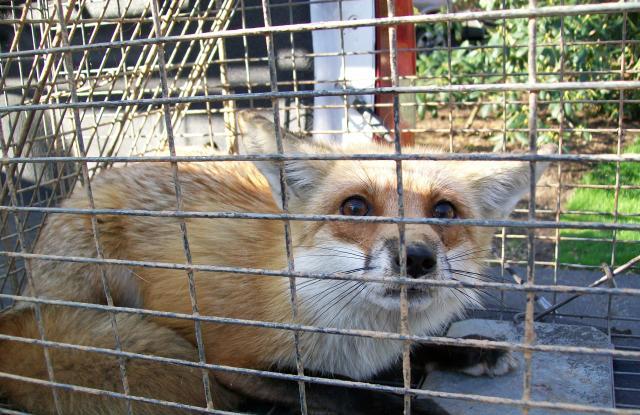 NATSOP-FOX006 National Standard Operating Procedure: Trapping of foxes  using cage traps - PestSmart