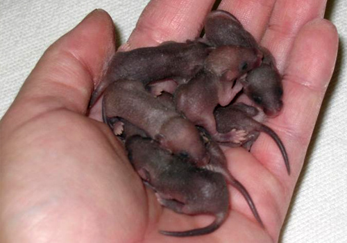 Get Rid of Mice & Rats in Garage – VA, MD, WVA