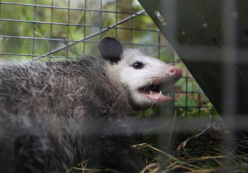 Possum Traps - How to Trap a Possum - Opossum trapping