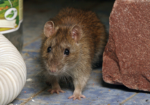 Get Rid of Mice & Rats in Garage – VA, MD, WVA