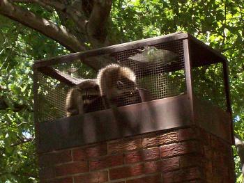 Raccoon Trapping in Attic in Rockville Maryland